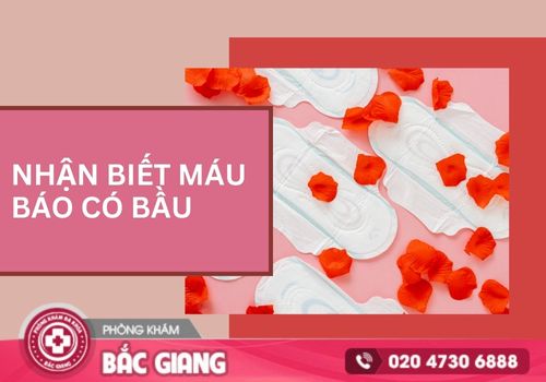 Đặc điểm nhận biết máu báo có bầu